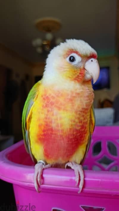 pineapple high red parrot