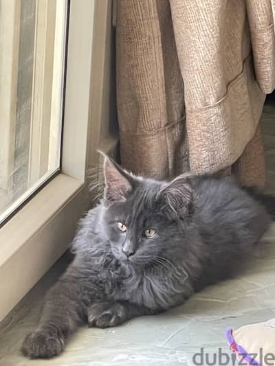 Maine coon for sale