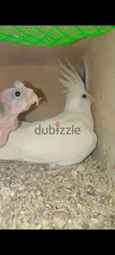 عصافير
