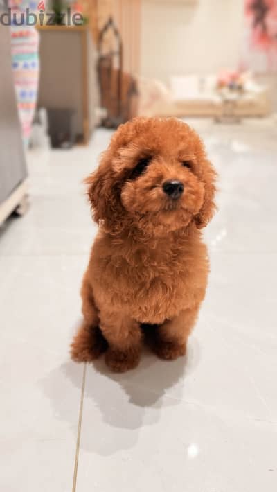 Brown poodle