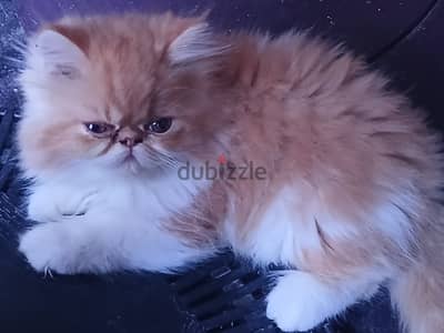 دبدوب فان اورانج احلي هديه