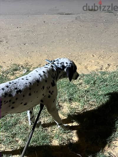 Dalmatian dog