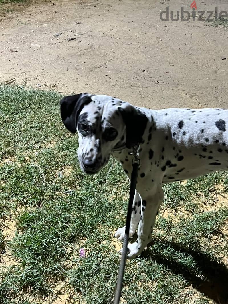 Dalmatian dog 1