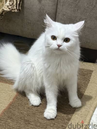 قطه للبيع