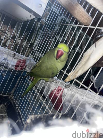 بغبغاء درة