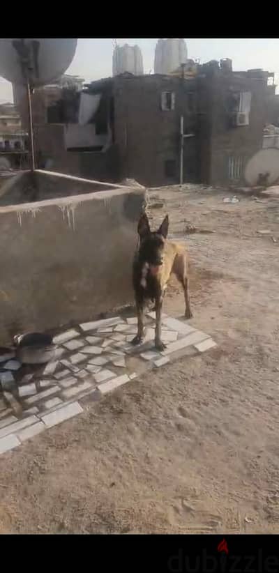 مالينو