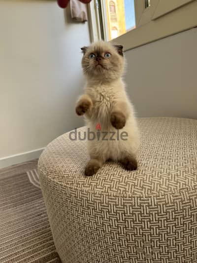 Scottish Fold and Straight Kitten سكوتش