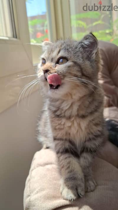 Scottish Fold and Straight Kitten سكوتش