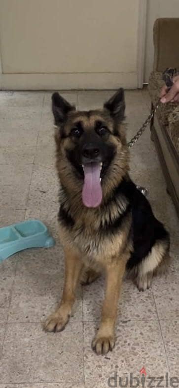 German shepherd female dog