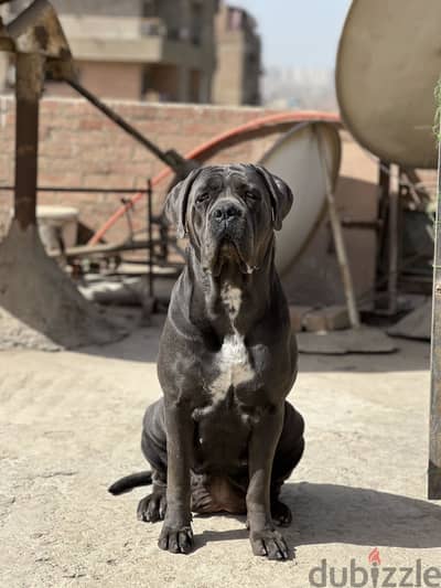 Female Cane Corso