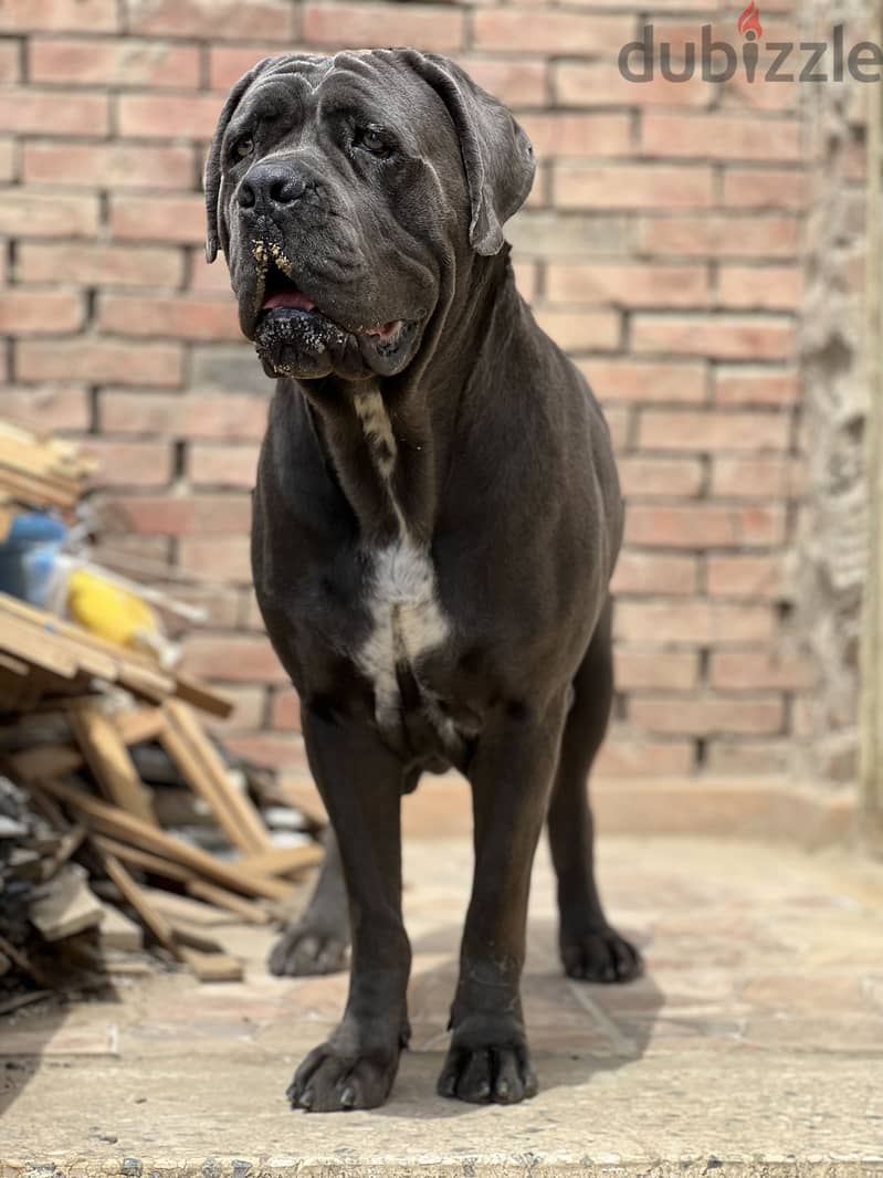 Female Cane Corso 1