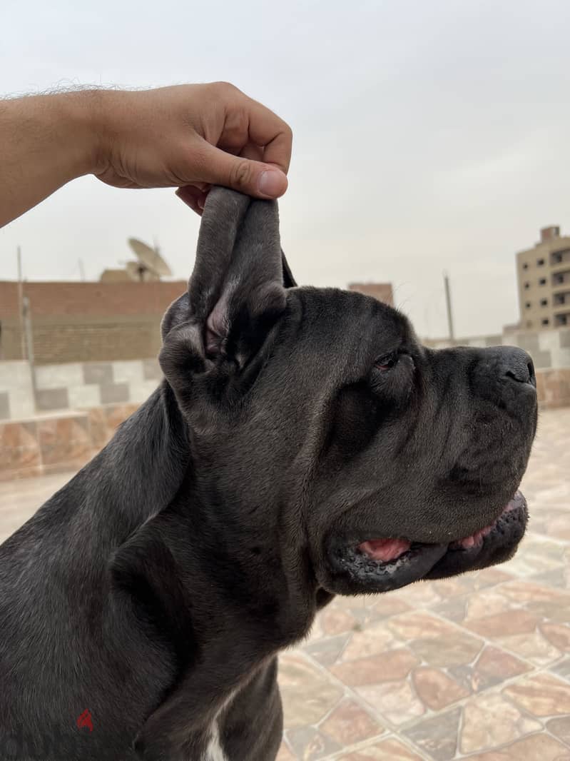 Female Cane Corso 2