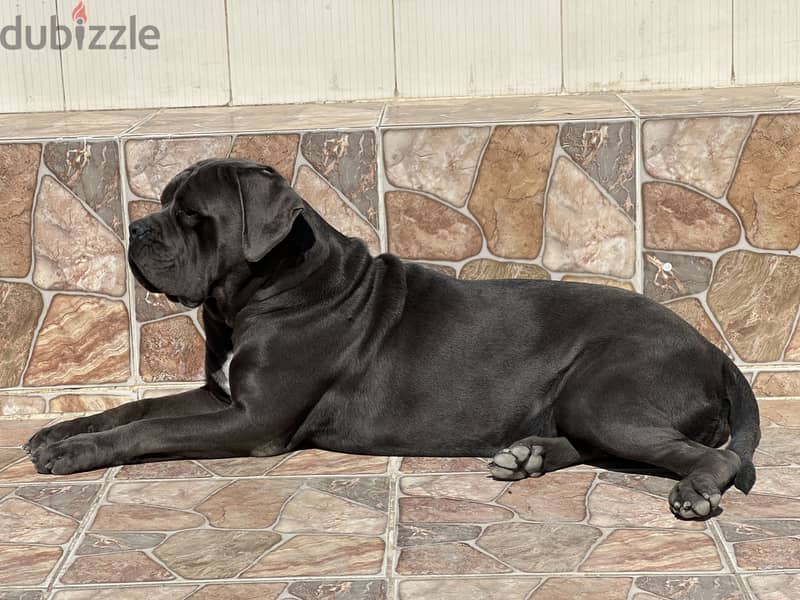 Female Cane Corso 3