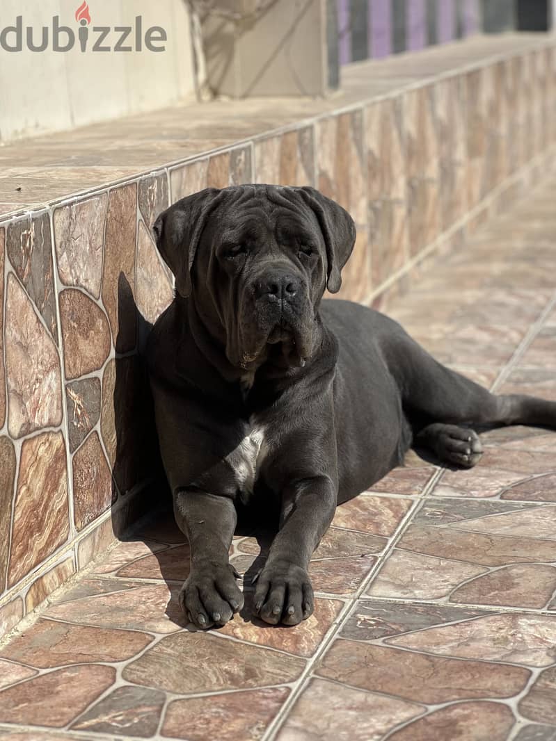 Female Cane Corso 4