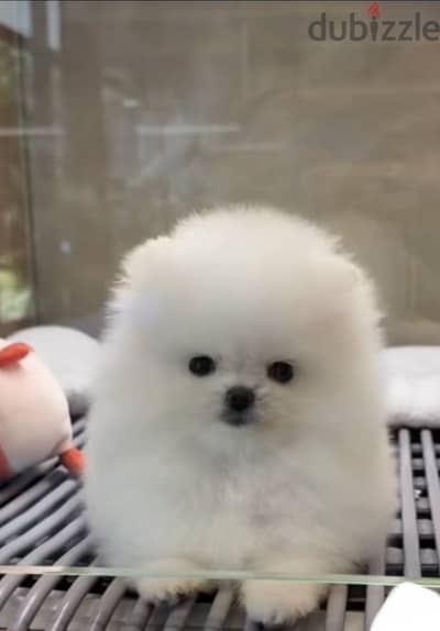 Pomeranian tea cup puppy