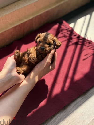 Toy poodle