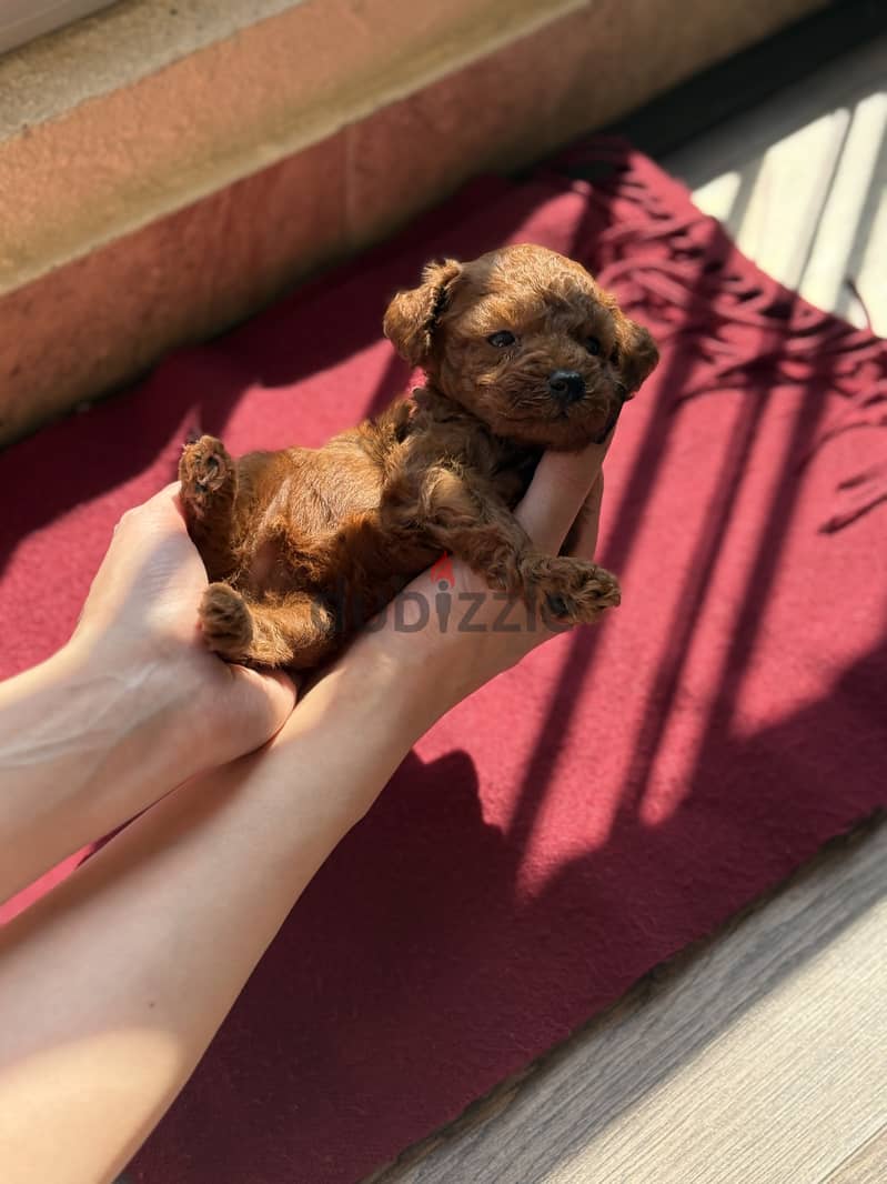 Toy poodle 1