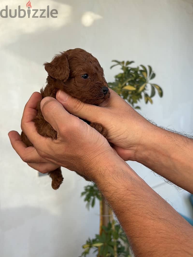 Toy poodle 2