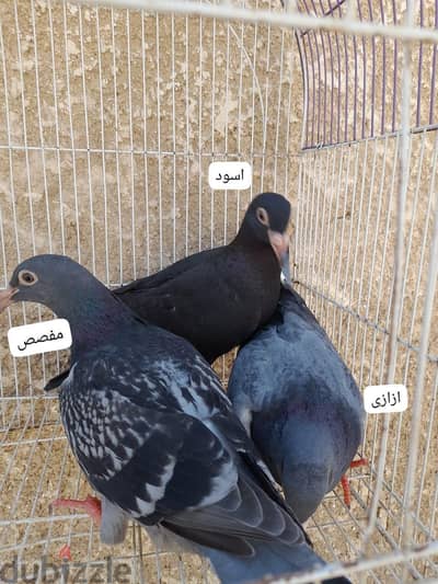 ٣ فرد جمعيات