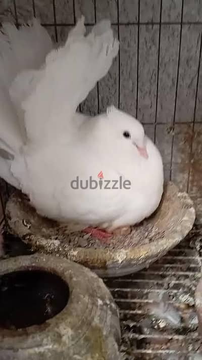 جوز حمام هزاز شغال