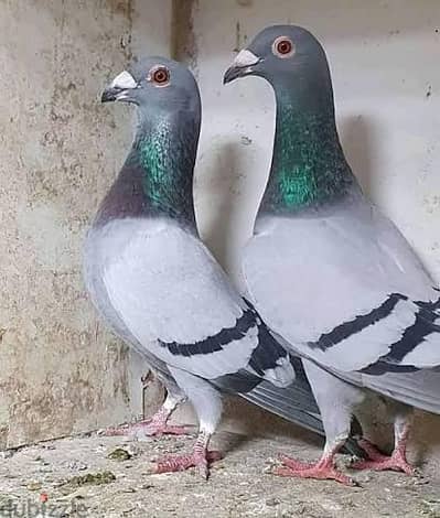 جوز حمام رمايه شغال