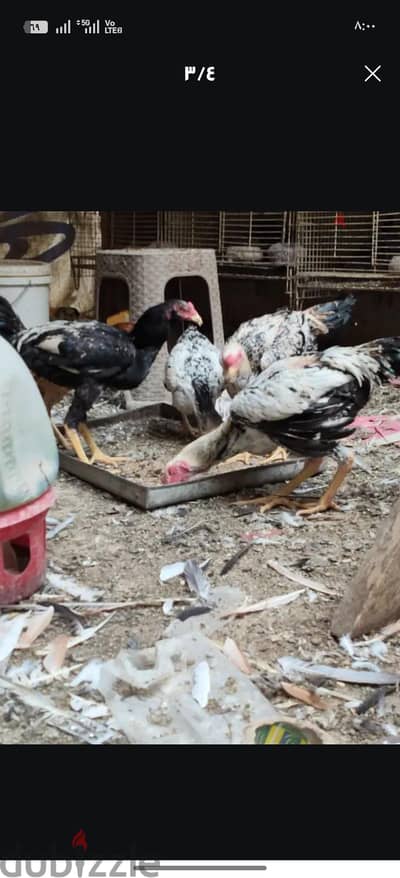فراخ هندى سنه وشغالين