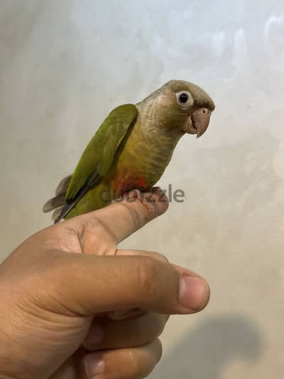 كونيور