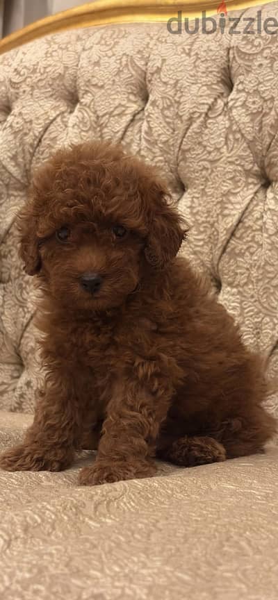 Home raised poodle puppies - ممنوع التجار
