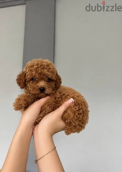 Home raised poodle pups - ممنوع التجار