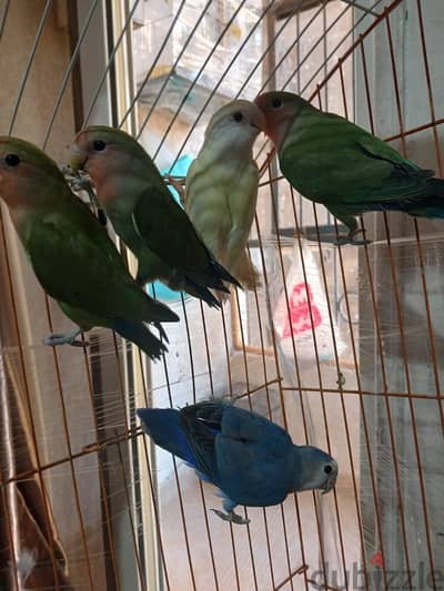 عصافير روز