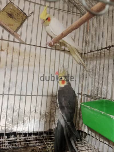 للتصفية