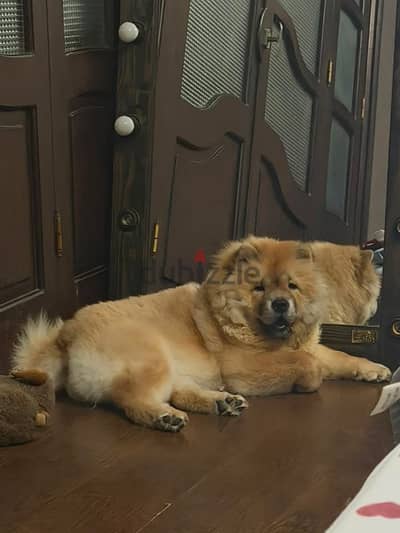 Chow chow female