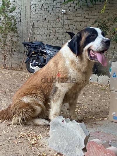 كلب سامبر نارد