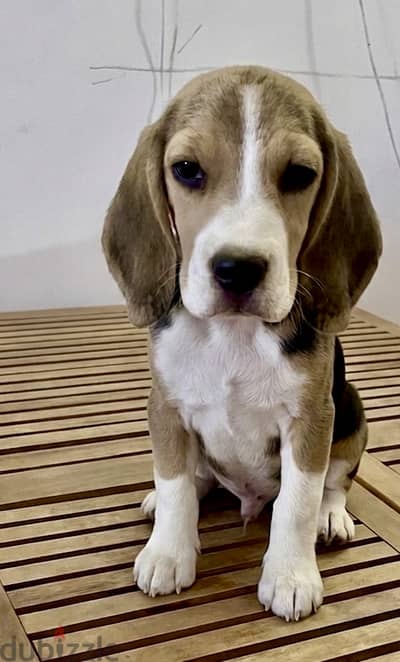 3 months potty trained and vaccinated bloodline puppies