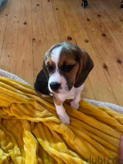 3 months potty trained and vaccinated puppies Champions