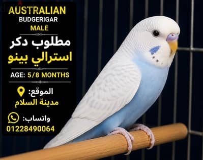 مطلوب دكر البينو فى مدينه السلام