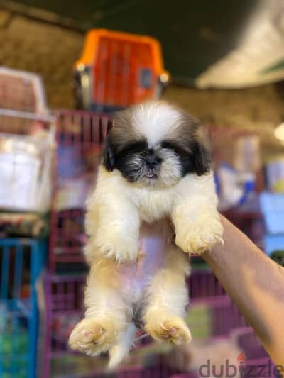 shih tzu puppies