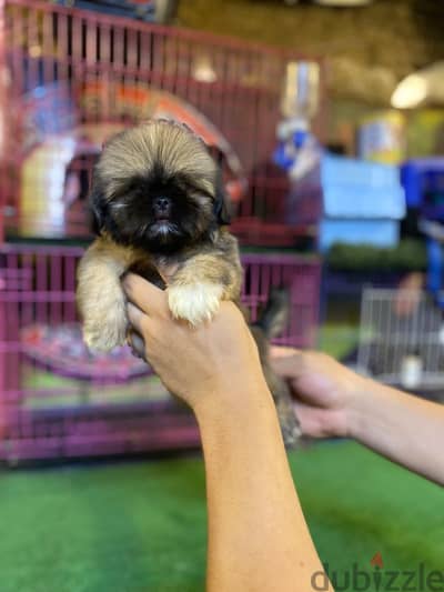 shih tzu puppies
