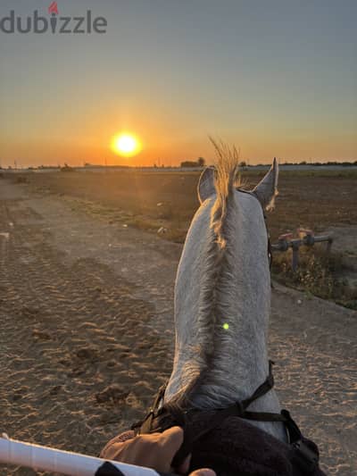anglo arab horse