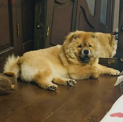 Chow chow