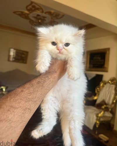 بنت  بيرشن هاف بيكي دبدوبه