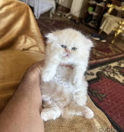 بنت بيرشن هاف بيكي دبدوبه