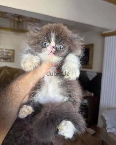 ولد بيرشن زرار التوب 01009509522