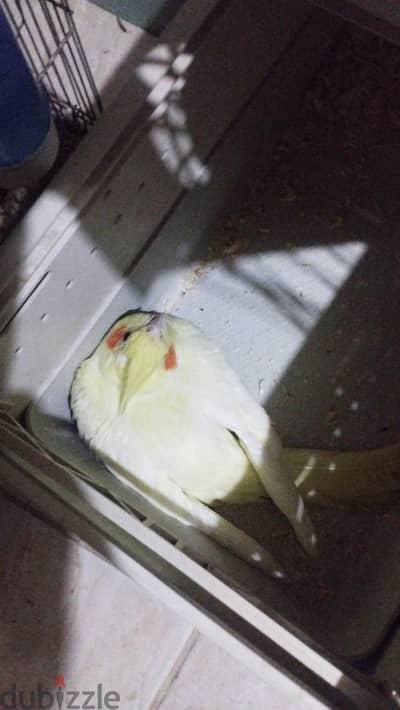 قص كوكتيل دكر فوتيه و نتايه لاتيني