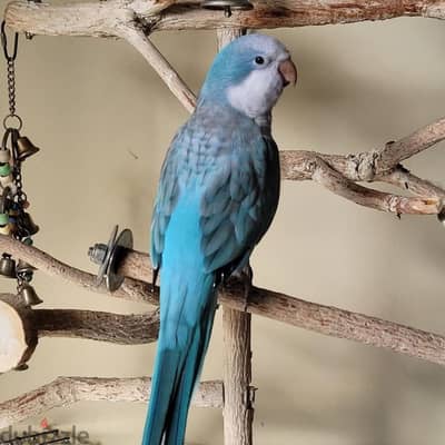 مطلوب دكرين كويكر عمر اكبر من سنه ونص