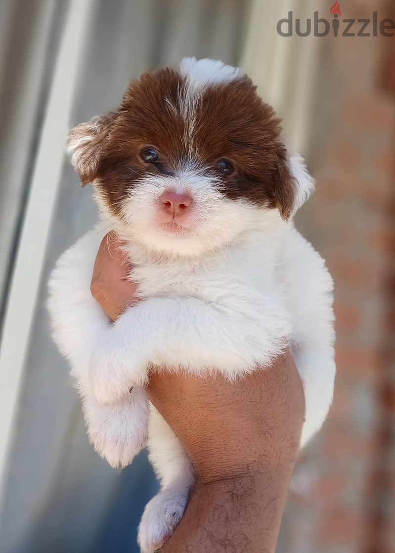 havanese 1