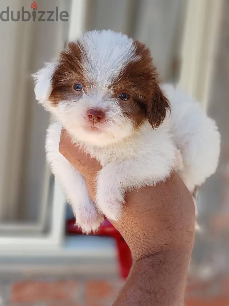 havanese 2