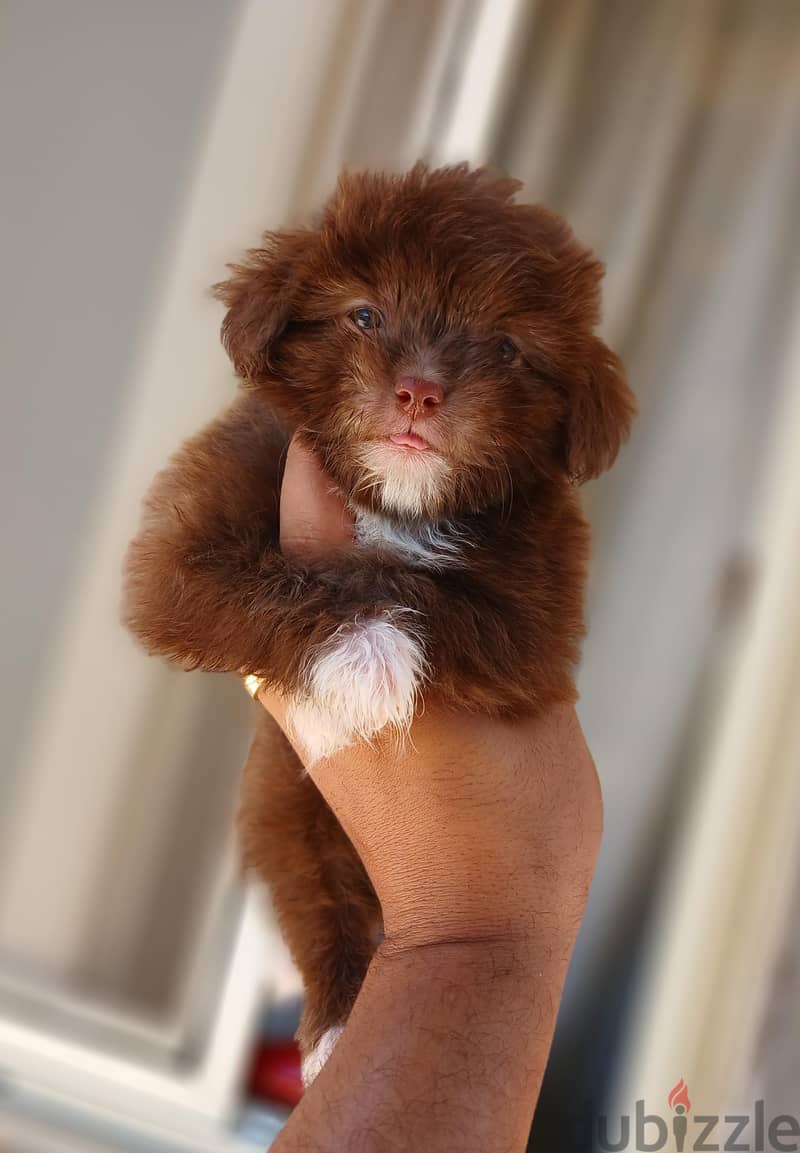 havanese 3