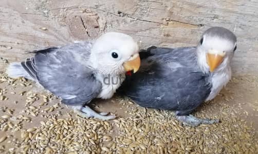 زغلولين فيشر لهواة التأكيل اليدوي