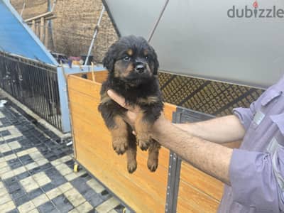 #ROTTWEILER PUPPIES READY FOR NEW HOMES